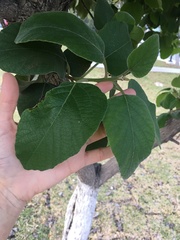 Cordia
