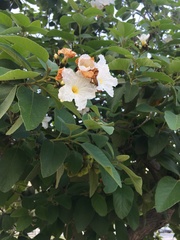 Cordia