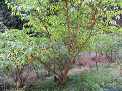 Chimonanthus praecox