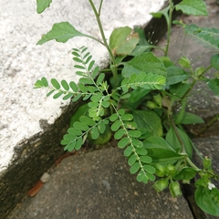 Phyllanthus amarus