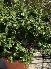 Magnolia figo