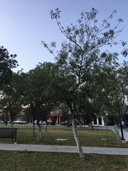 Fraxinus