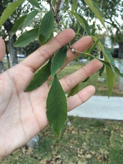 Fraxinus
