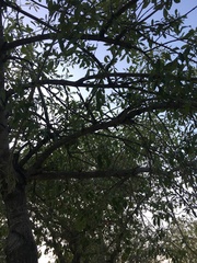 Fraxinus