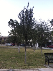 Quercus