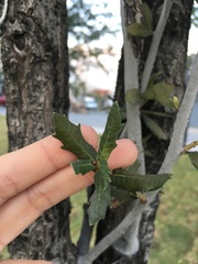 Quercus
