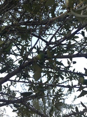 Quercus