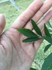 Fraxinus berlandieriana