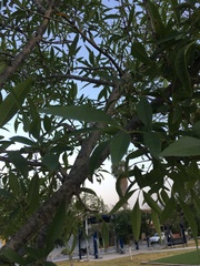 Fraxinus berlandieriana