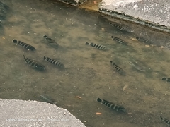Heterotilapia buettikoferi