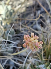 Eriogonum kingii