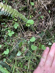 Hydrocotyle bowlesioides