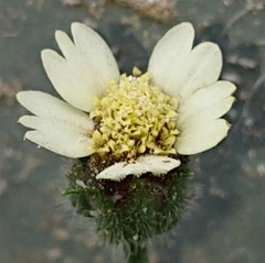 Tridax procumbens