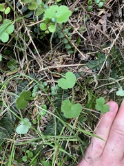 Hydrocotyle bowlesioides