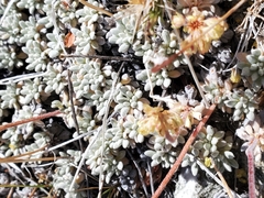 Eriogonum kingii
