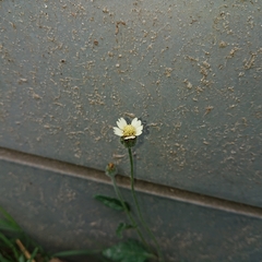 Tridax procumbens