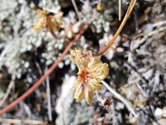 Eriogonum kingii