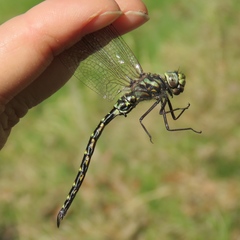 Gomphaeschna furcillata
