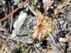 Eriogonum kingii