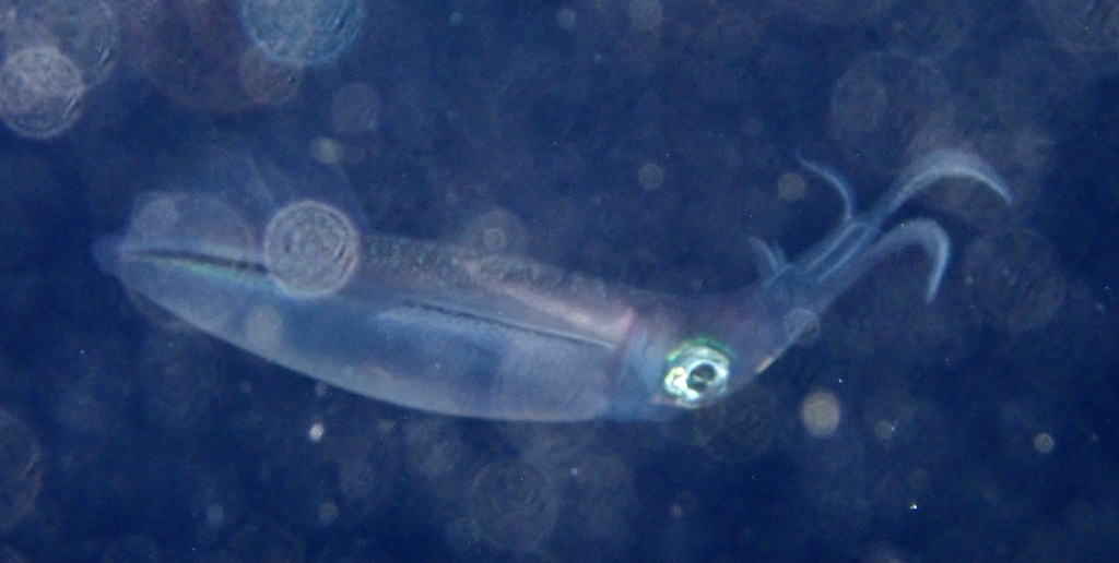 Bigfin reef squid