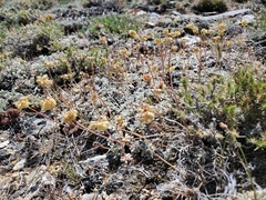 Eriogonum kingii