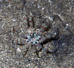 Arachnanthus lilith
