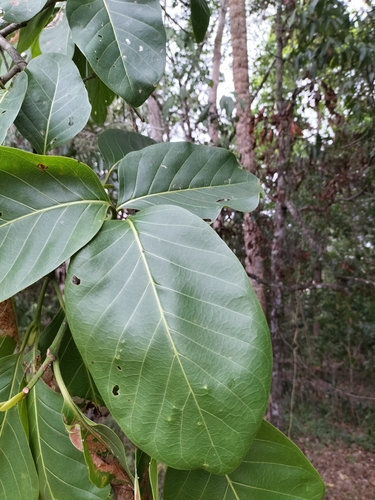 Image of Nauclea orientalis by (c) Matthew Borella, some rights reserved (CC BY)
