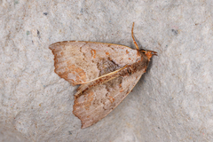 Hyperlopha compactilis