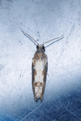 Strepsicrates semicanella