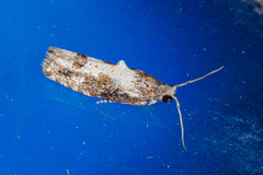 Strepsicrates semicanella