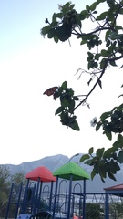 Danaus plexippus