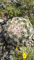 Coryphantha retusa