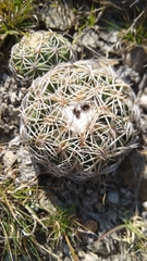 Coryphantha retusa