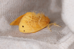 Arna pseudoconspersa