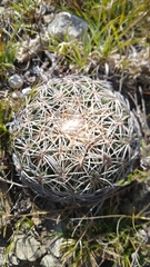 Coryphantha retusa