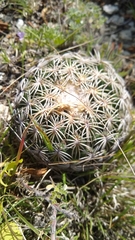 Coryphantha retusa