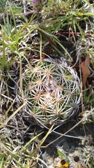 Coryphantha retusa