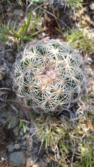 Coryphantha retusa