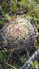 Coryphantha retusa