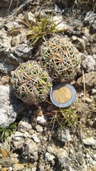 Coryphantha retusa