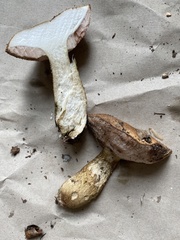 Fungi