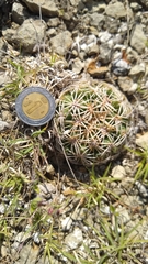 Coryphantha retusa