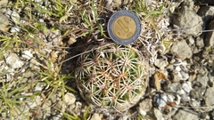 Coryphantha retusa
