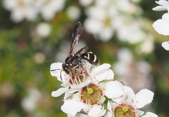 Lasioglossum peraustrale