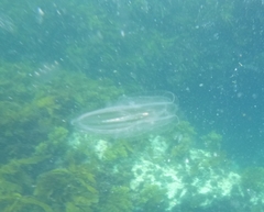 Leucothea multicornis