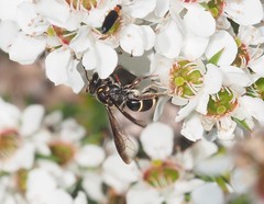 Lasioglossum peraustrale