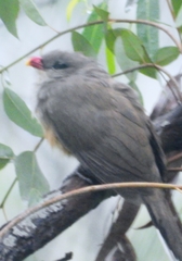 Taccocua leschenaultii