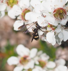 Lasioglossum peraustrale