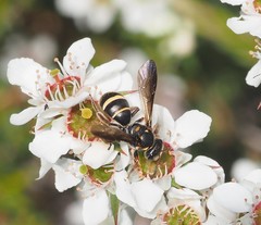 Lasioglossum peraustrale