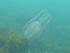 Leucothea multicornis